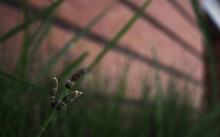 someplant op here found some on my facebook photography album 1920x1080 wallpaper 